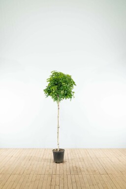 Bolamberboom Liquidambar styraciflua 'Gum Ball' Halfstam Liquidambar styraciflua 'Gum Ball' halfstam