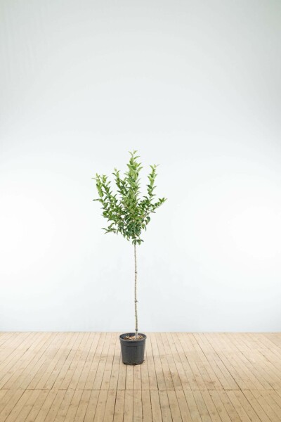 Malus 'Red Sentinel' halfstam 120cm stam