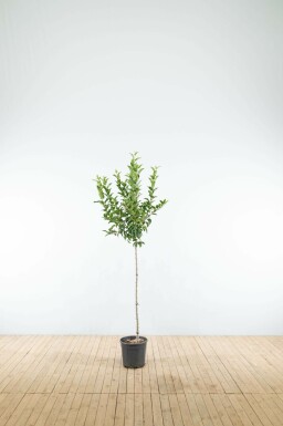 Malus 'Red Sentinel' halfstam 120cm stam