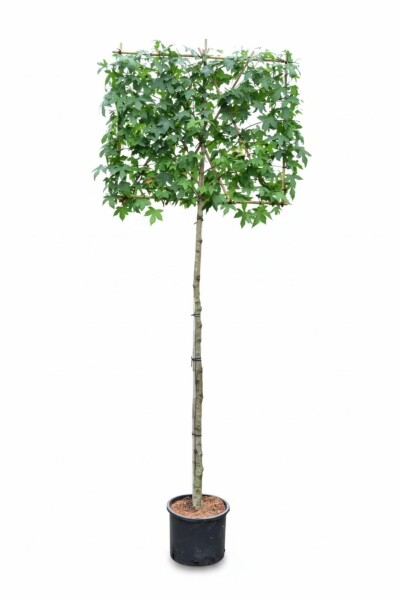 Liquidambar styraciflua leiboom 10/12 190cm stam 150b x 120h
