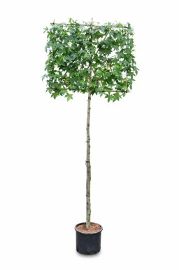 Liquidambar styraciflua leiboom