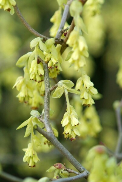 Corylopsis spicata C20 50-60