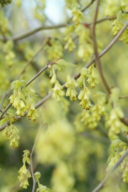 Corylopsis spicata C20 50-60