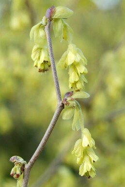Corylopsis spicata C20 50-60