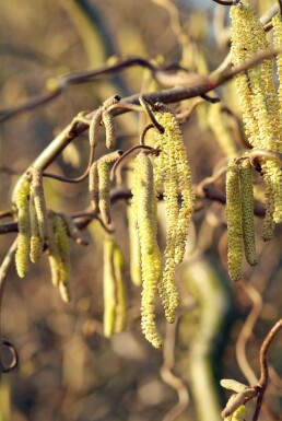 Kronkelhazelaar Corylus avellana 'Contorta' Pot Corylus avellana 'Contorta' struik