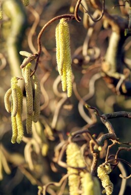 Kronkelhazelaar Corylus avellana 'Contorta' Pot Corylus avellana 'Contorta' struik