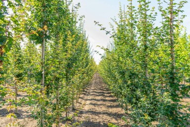 Acer campestre beveerd