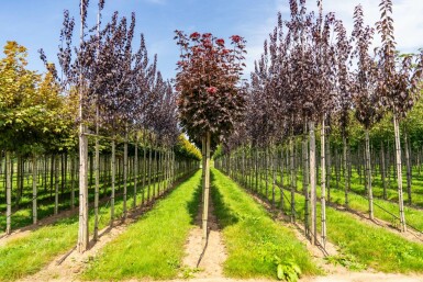 Roodbladige Noorse esdoorn Acer platanoides 'Crimson Sentry' Bolvorm stamomtrek 12-14 stamhoogte 225 Acer platanoides 'Crimson Sentry' bolvorm 12/14 225cm stam
