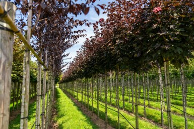 Acer platanoides 'Crimson Sentry' bolvorm 6/8 225cm stam