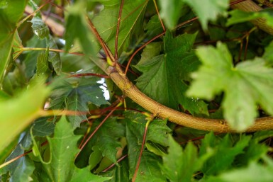 Roodbladige Noorse esdoorn Acer platanoides 'Crimson Sentry' Bolvorm stamomtrek 12-14 stamhoogte 225 Acer platanoides 'Crimson Sentry' bolvorm 12/14 225cm stam