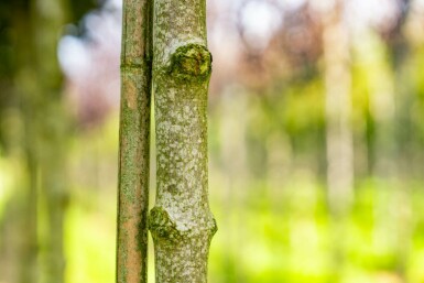 Acer platanoides 'Crimson Sentry' bolvorm 6/8 225cm stam