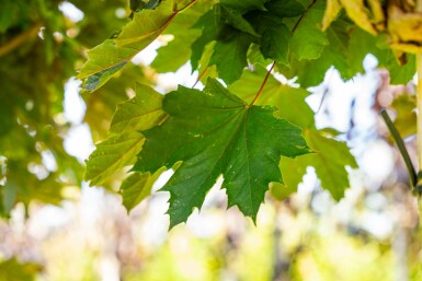 Roodbladige Noorse esdoorn Acer platanoides 'Crimson Sentry' Bolvorm stamomtrek 12-14 stamhoogte 225 Acer platanoides 'Crimson Sentry' bolvorm 12/14 225cm stam
