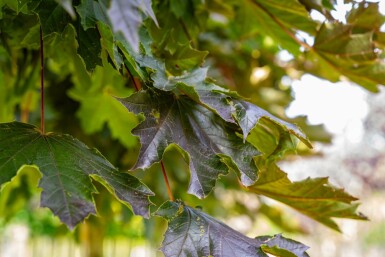 Roodbladige Noorse esdoorn Acer platanoides 'Crimson Sentry' Bolvorm stamomtrek 12-14 stamhoogte 225 Acer platanoides 'Crimson Sentry' bolvorm 12/14 225cm stam