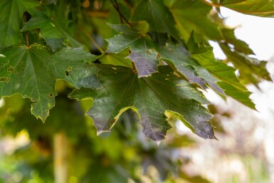 Acer platanoides 'Crimson Sentry' bolvorm 6/8 225cm stam