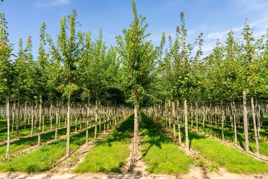 Amoer esdoorn Acer tataricum subsp. ginnala Hoogstam stamomtrek 10-12 P Acer tataricum subsp. ginnala hoogstam 10/12