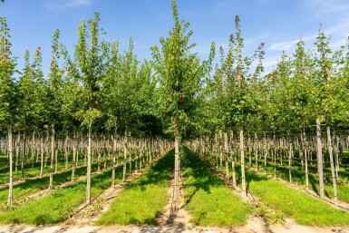 Acer tataricum subsp. ginnala hoogstam 10/12