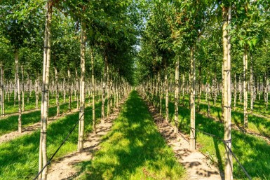 Acer tataricum subsp. ginnala hoogstam 10/12