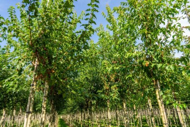 Amoer esdoorn Acer tataricum subsp. ginnala Hoogstam stamomtrek 10-12 P Acer tataricum subsp. ginnala hoogstam 10/12