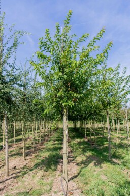 Amoer esdoorn Acer tataricum subsp. ginnala Hoogstam stamomtrek 10-12 P Acer tataricum subsp. ginnala hoogstam 10/12