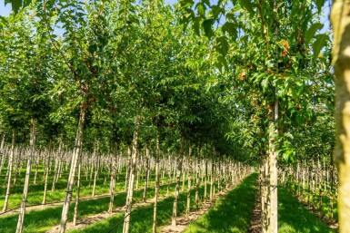 Amoer esdoorn Acer tataricum subsp. ginnala Hoogstam stamomtrek 10-12 P Acer tataricum subsp. ginnala hoogstam 10/12