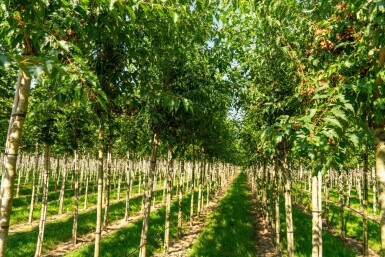 Acer tataricum subsp. ginnala hoogstam 10/12