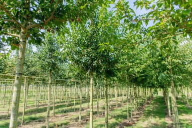 Amoer esdoorn Acer tataricum subsp. ginnala Hoogstam stamomtrek 10-12 P Acer tataricum subsp. ginnala hoogstam 10/12