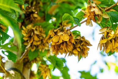 Acer tataricum subsp. ginnala hoogstam 10/12