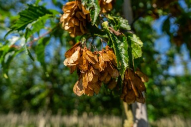 Acer tataricum subsp. ginnala hoogstam 10/12