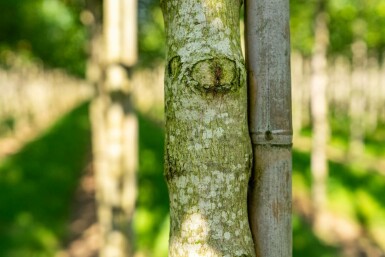 Acer tataricum subsp. ginnala hoogstam 10/12