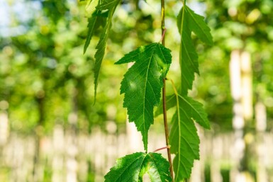 Amoer esdoorn Acer tataricum subsp. ginnala Hoogstam stamomtrek 10-12 P Acer tataricum subsp. ginnala hoogstam 10/12