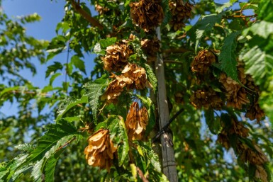 Acer tataricum subsp. ginnala hoogstam 10/12