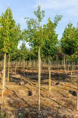 Amoer esdoorn Acer tataricum subsp. ginnala Hoogstam stamomtrek 10-12 P Acer tataricum subsp. ginnala hoogstam 10/12