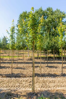 Freeman-esdoorn Acer x freemanii Hoogstam Acer x freemanii hoogstam