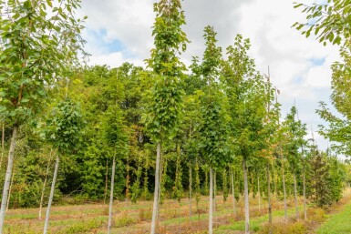 Freeman-esdoorn Acer x freemanii Hoogstam Acer x freemanii hoogstam