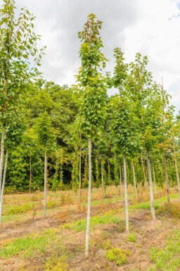 Acer x freemanii hoogstam 10/12