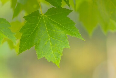 Acer x freemanii hoogstam 10/12