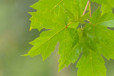 Acer x freemanii hoogstam 10/12