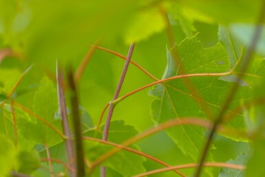 Acer x freemanii hoogstam 10/12