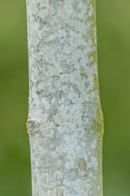 Acer x freemanii hoogstam 10/12