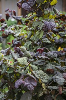 Corylus avellana 'Red Majestic'