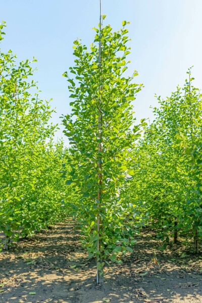 Alnus glutinosa beveerd 12/14