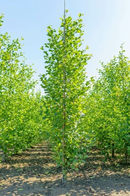 Alnus glutinosa beveerd