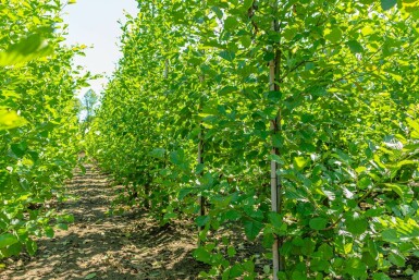 Gewone els Alnus glutinosa Beveerd Alnus glutinosa beveerd