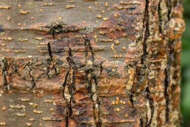 Alnus glutinosa beveerd 12/14