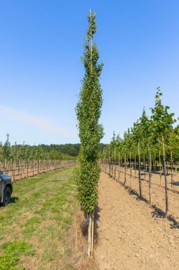 Betula pendula 'Fastigiata' beveerd