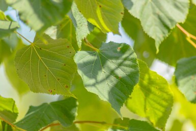 Tilia cordata beveerd 12/14