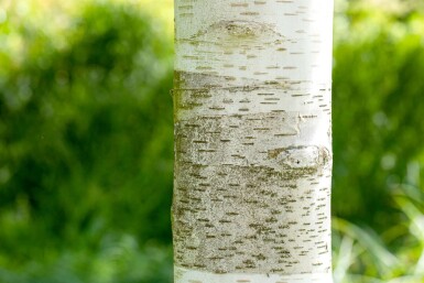 Himalaya-berk Betula utilis Hoogstam Betula utilis hoogstam