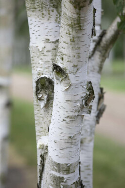 Betula utilis hoogstam 8/10