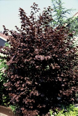 Roodbladige hazelaar Corylus maxima 'Purpurea' Pot Corylus maxima 'Purpurea' struik