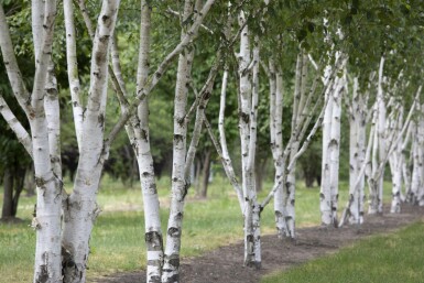 Betula utilis meerstammig 300-350